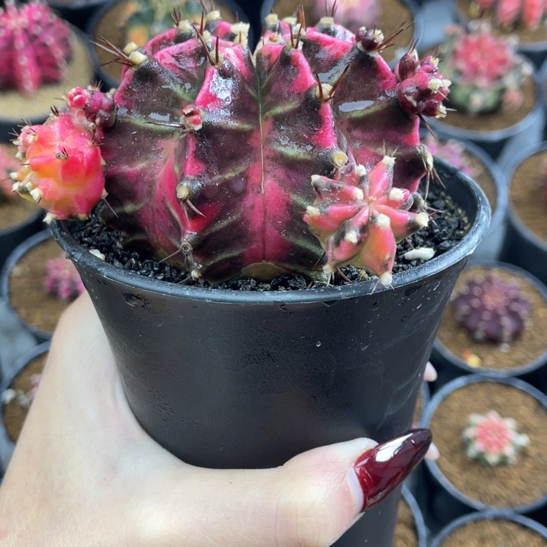 米哈星球000000000058