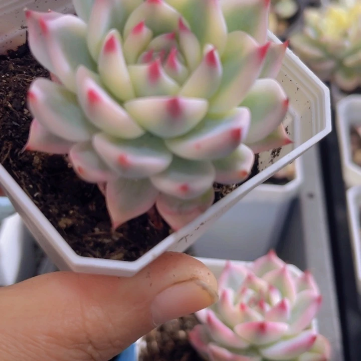 突****机吉娃娃锦多肉植物273