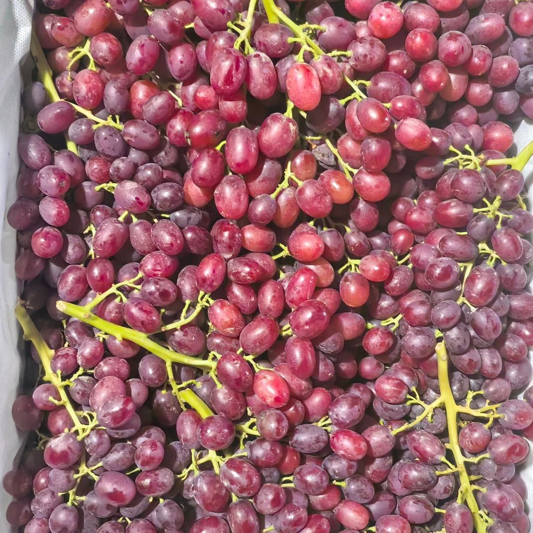 【顺丰空运4斤】吐鲁番红无核葡萄，新疆直发！脆甜多汁鲜嫩可口，纯甜
