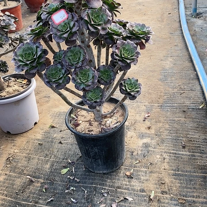 24，圆叶红酒杯多肉法师