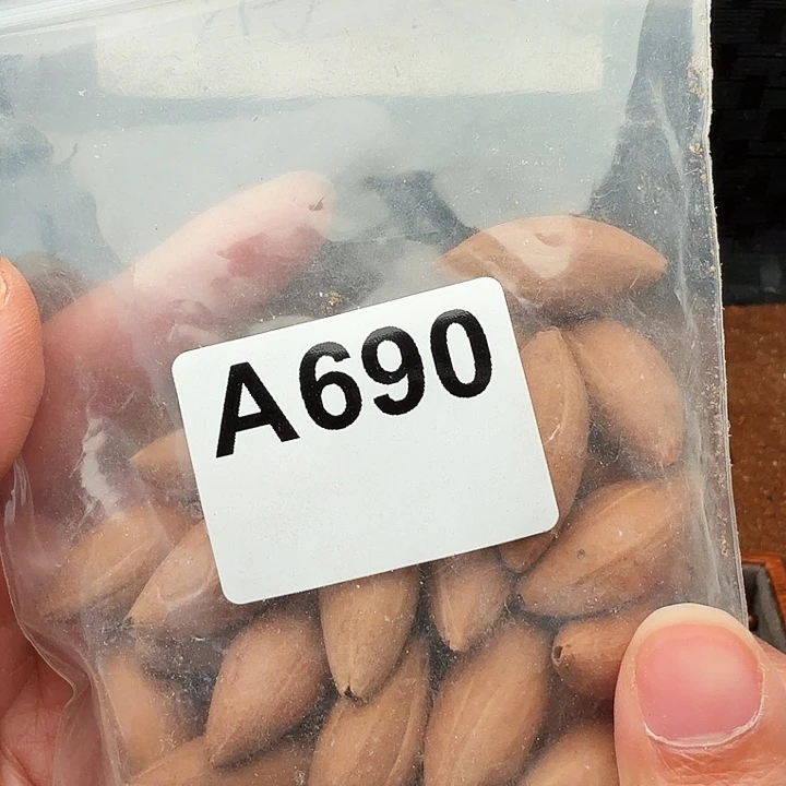 好***情手串/手链橄榄核橄榄