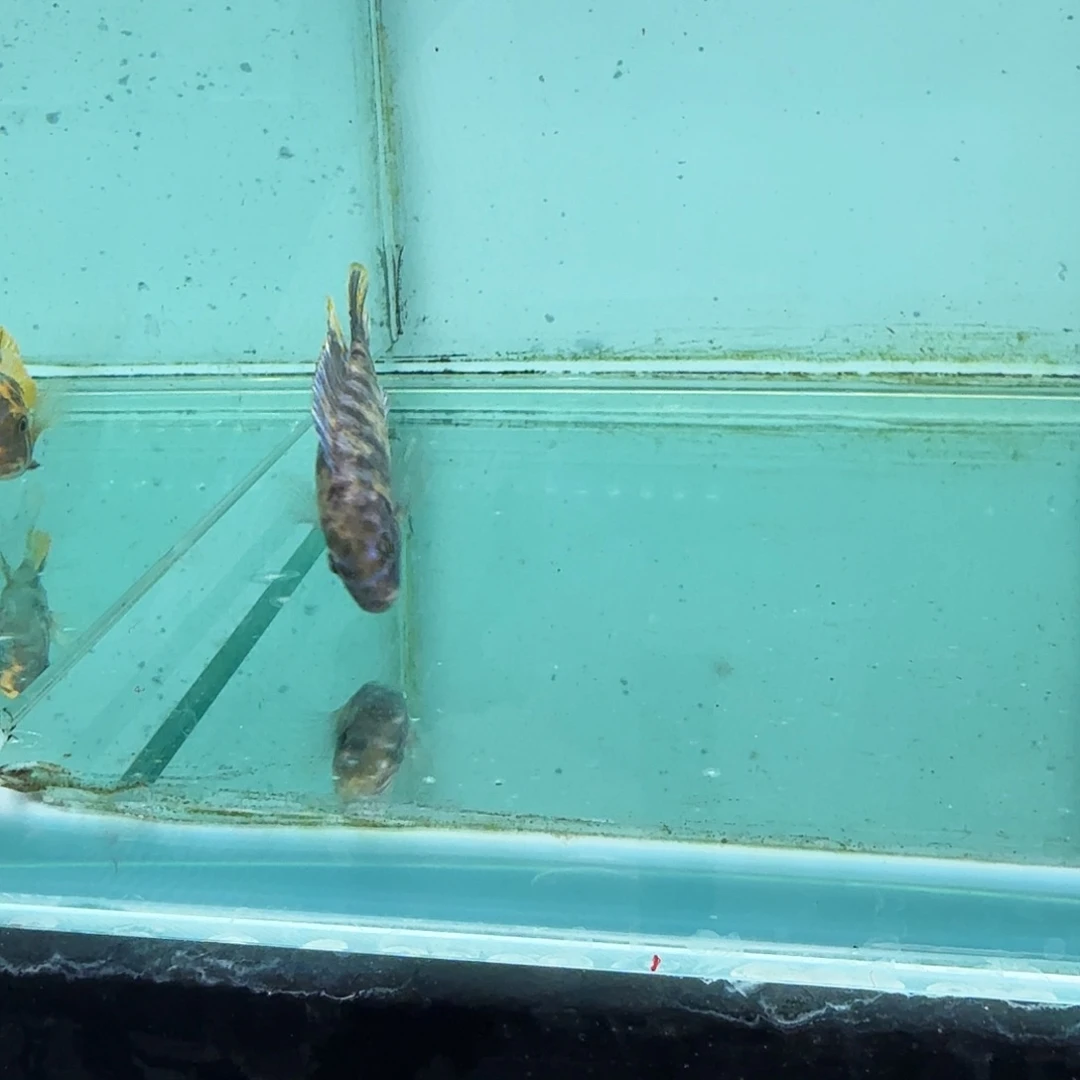 慈鲷625果酱猫。