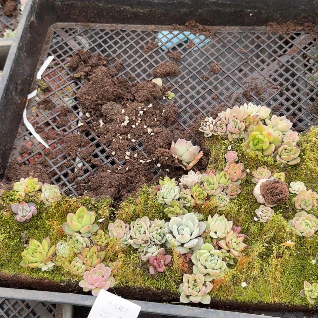 多肉杂交一物一拍22-21