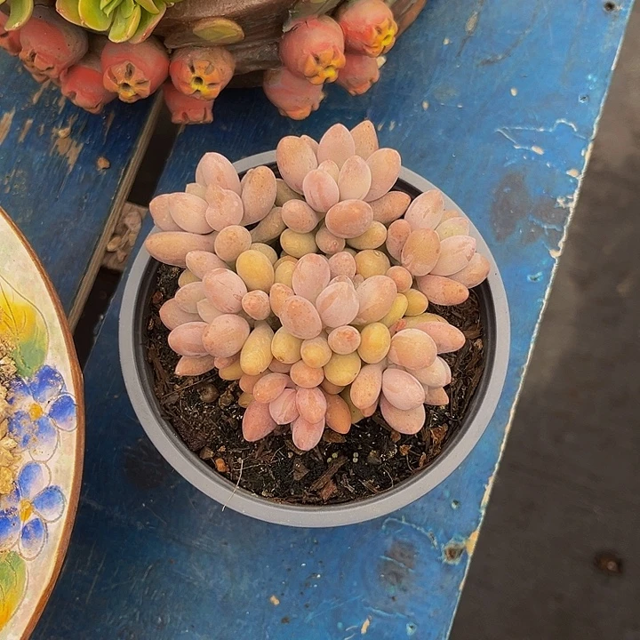 多肉植物汤圆平头