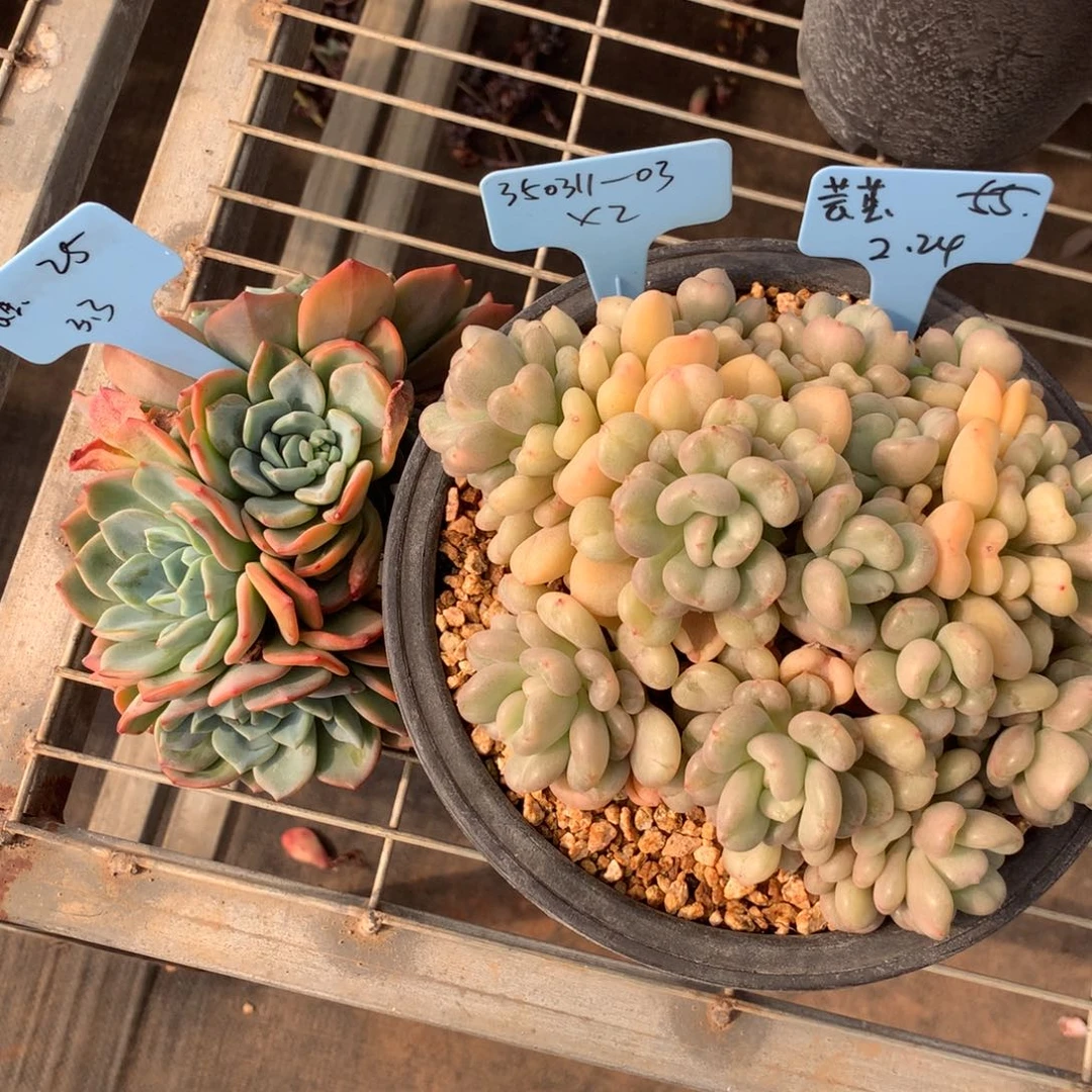 镇****室350311-03比尔盖茨冷橙