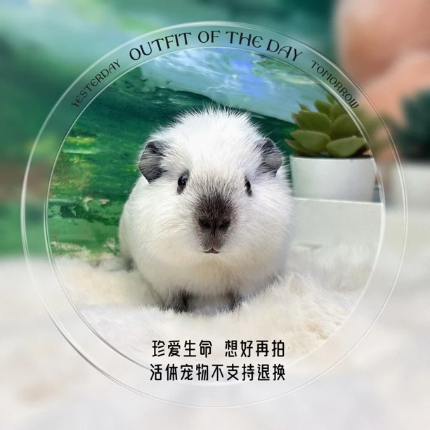 加州妹妹 荷兰猪 豚鼠 天竺鼠 包邮包风险 活体精品宠物 温顺
