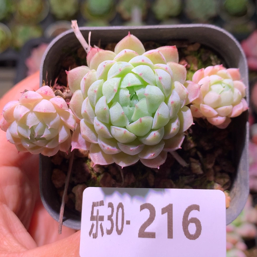 乐然30-216 羊脂球