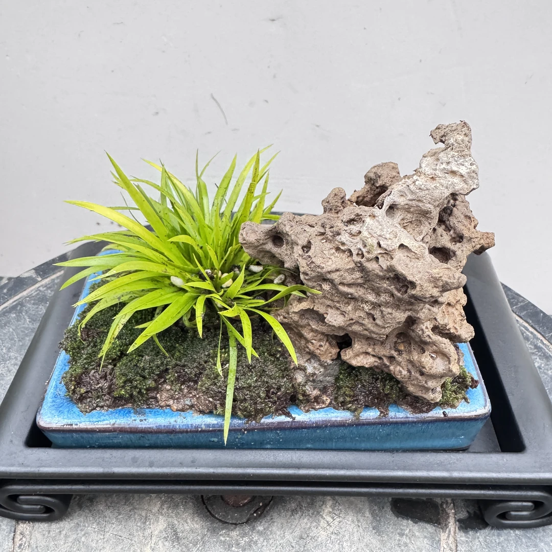 山有品501  室内桌面天然石黄金金钱菖蒲假山盆景Q14