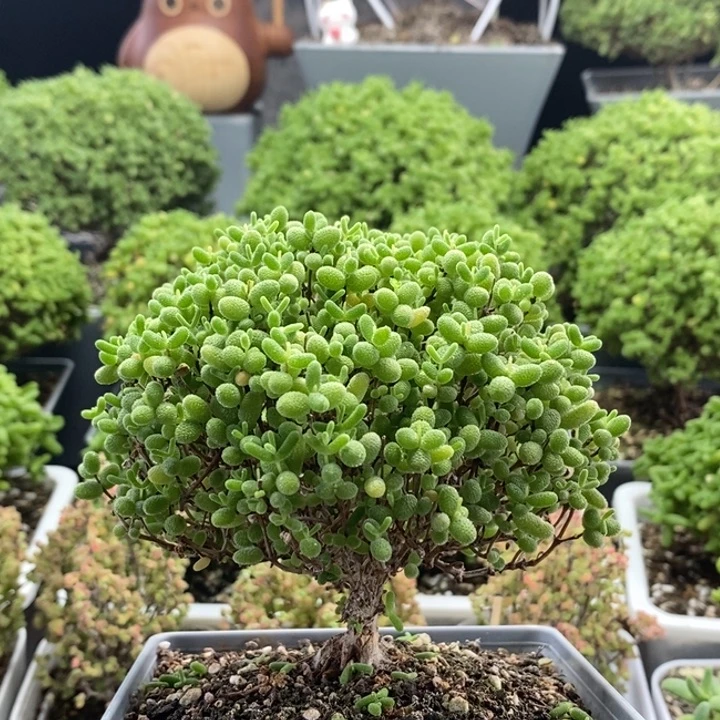 蜜橘糖球8474枝干番杏