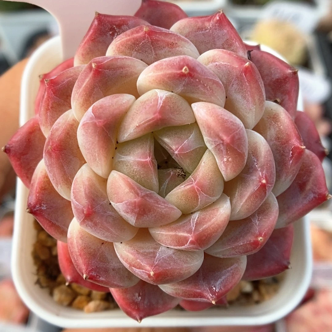 糖心粉魄可拍943号。