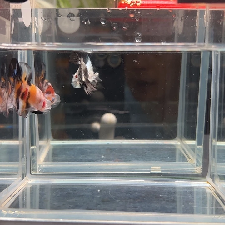 斗鱼一单包邮7日47+84