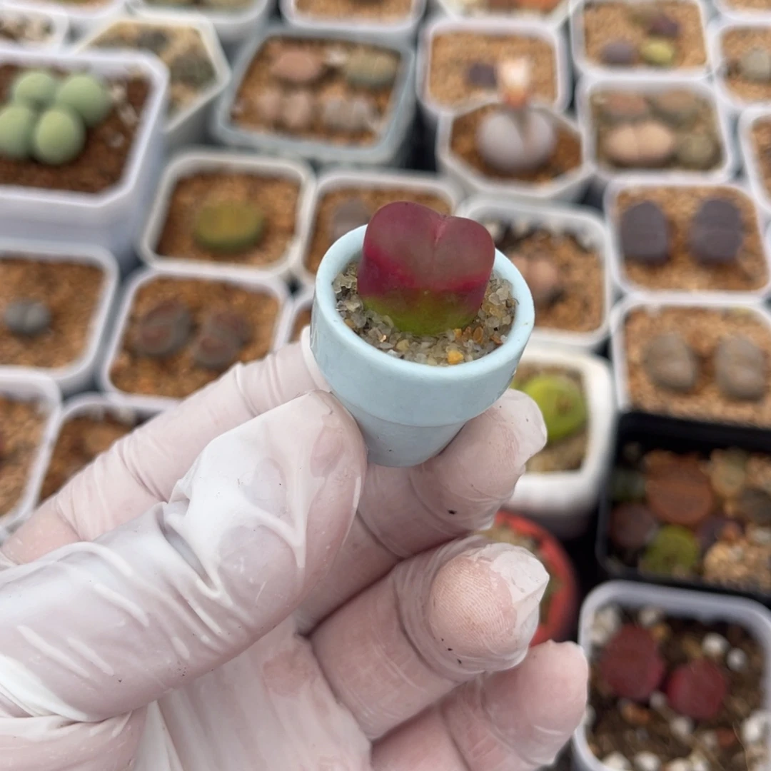 多肉植物一物一拍52带盆土