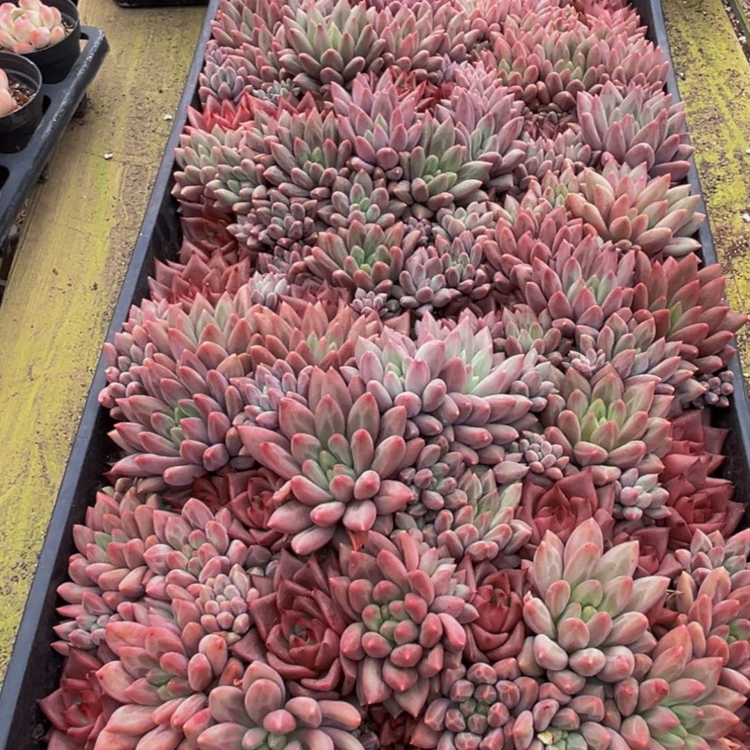 蓝****012多肉植物的生长发育规律和