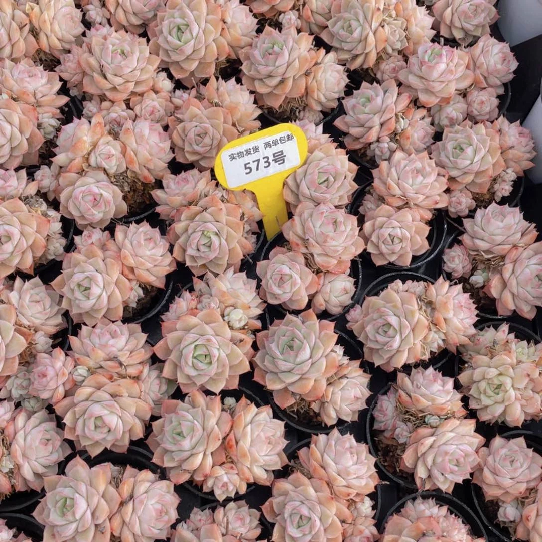 573号奶油粉透大乔群生两个