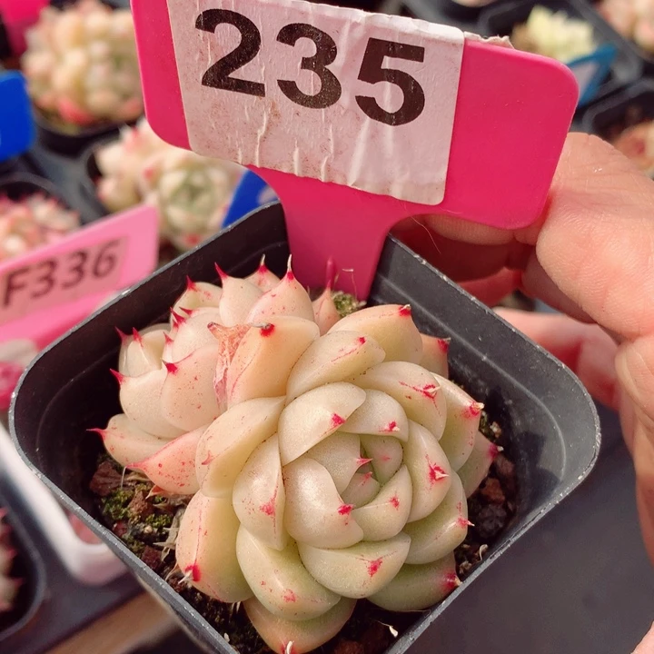 麦秆5.5cm多肉植物