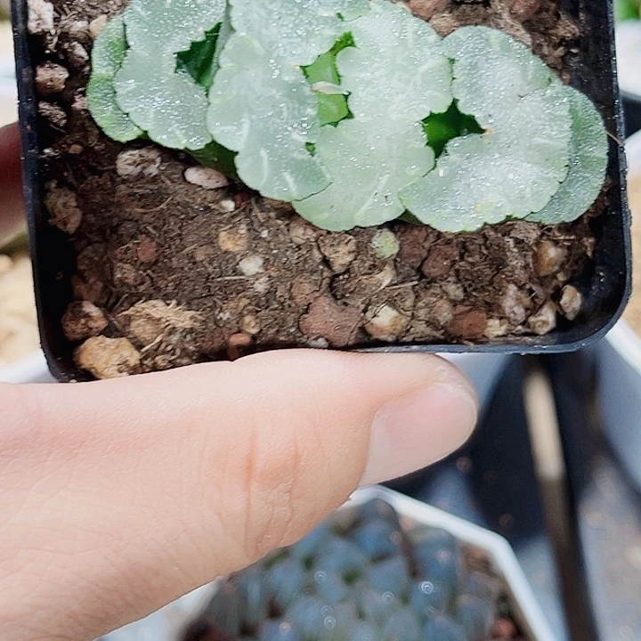 白熊玉扇精品十二卷