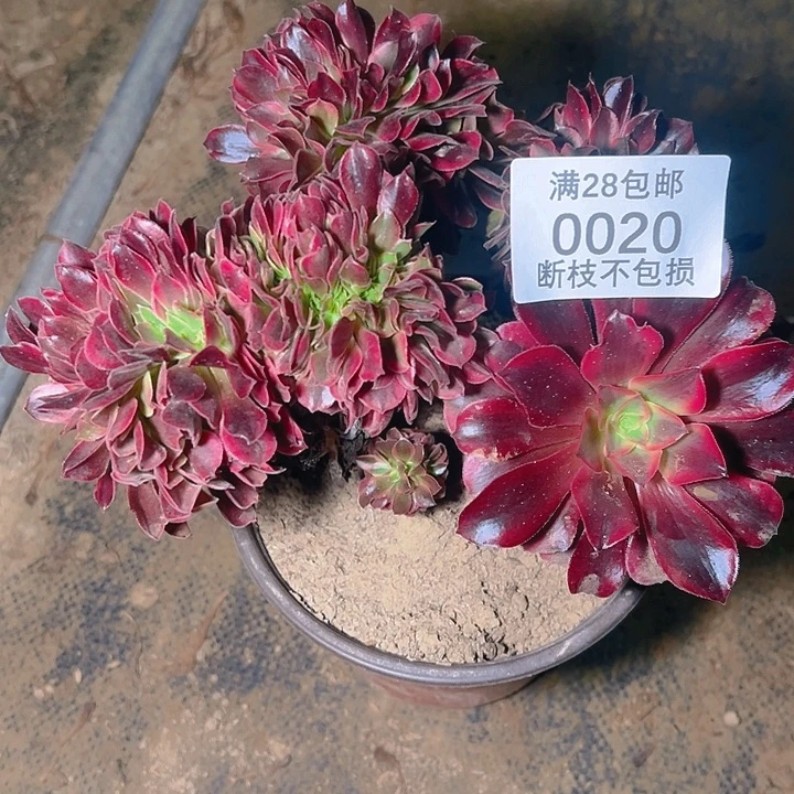 0020美杜莎缀多肉植物