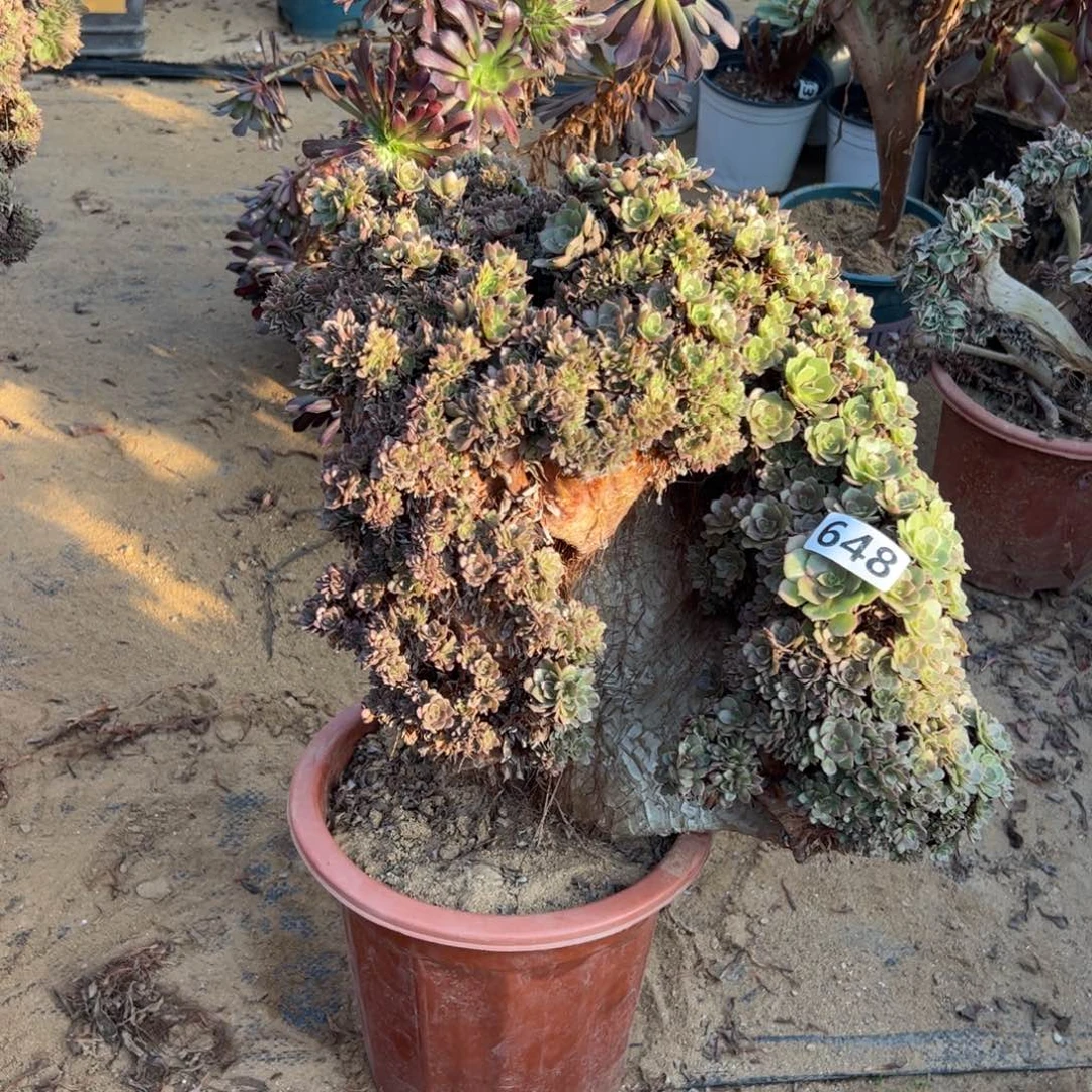 有伤万朵648官府40