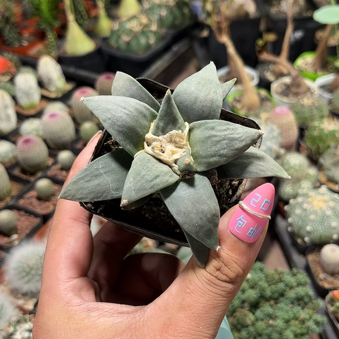 109051一物一拍单头发货