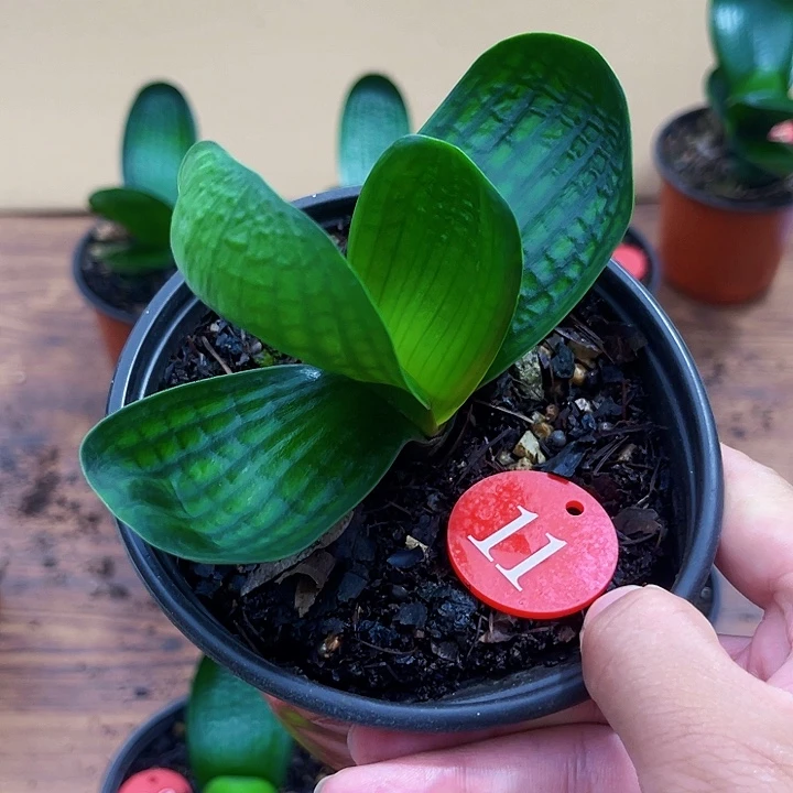 完全开放麻王微短