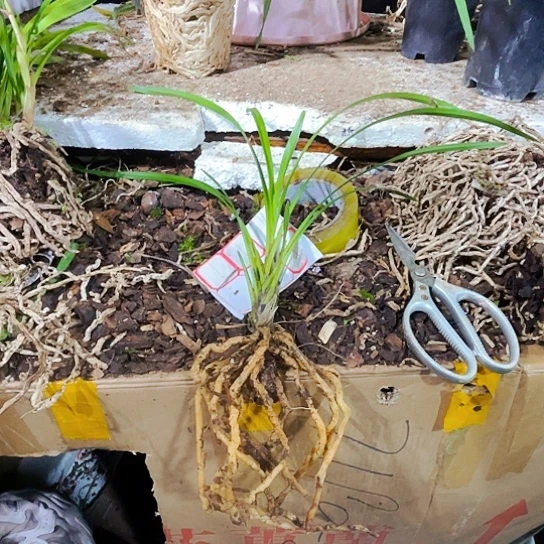 无花朵虎头兰独占春