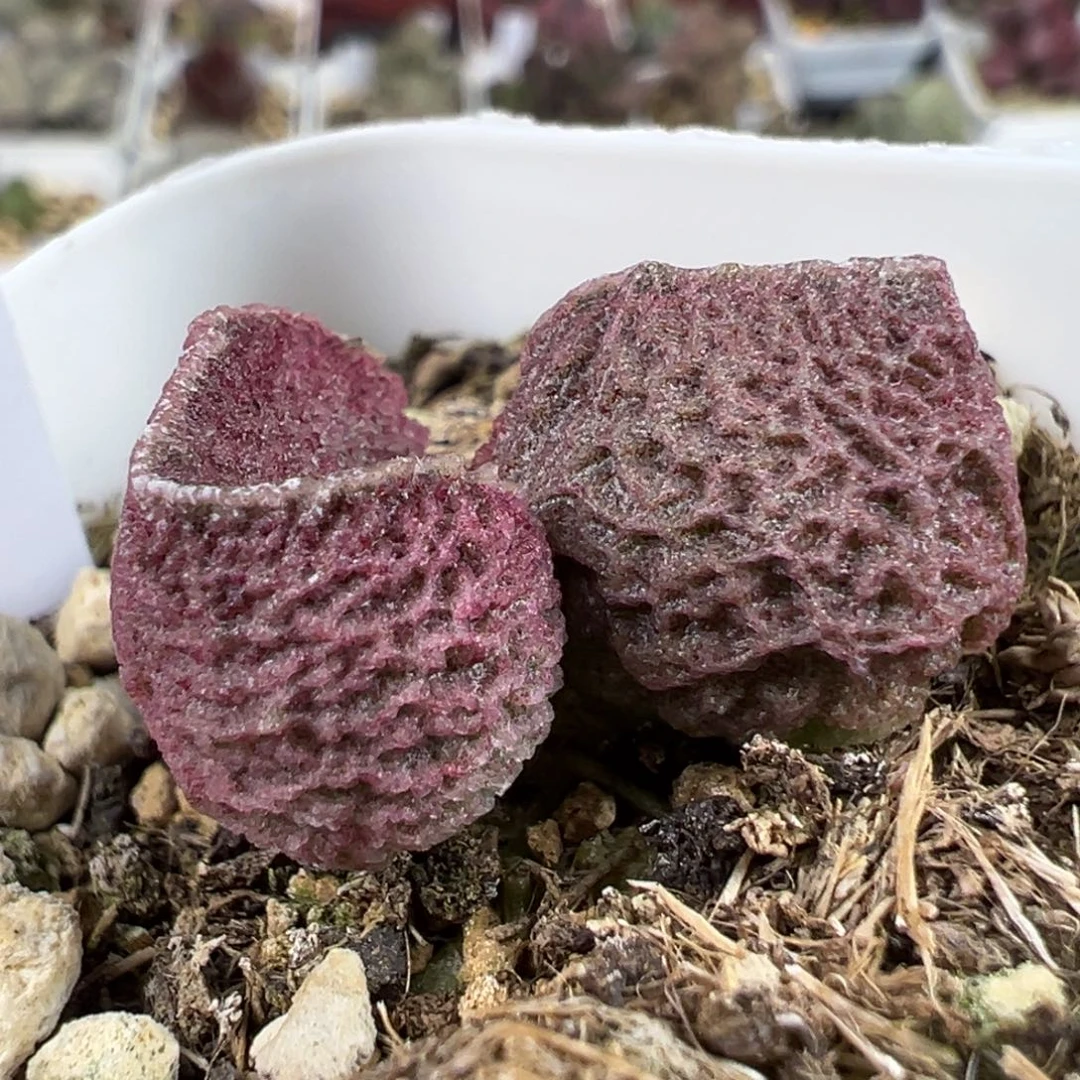 网纹款实生新品多肉植物水泡