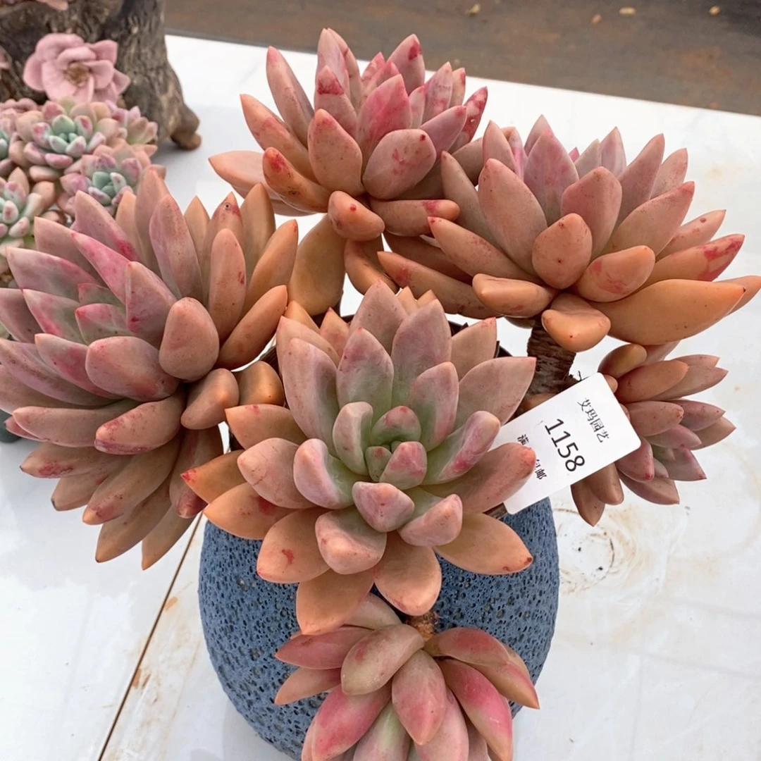 桃花源群生多肉多肉1158