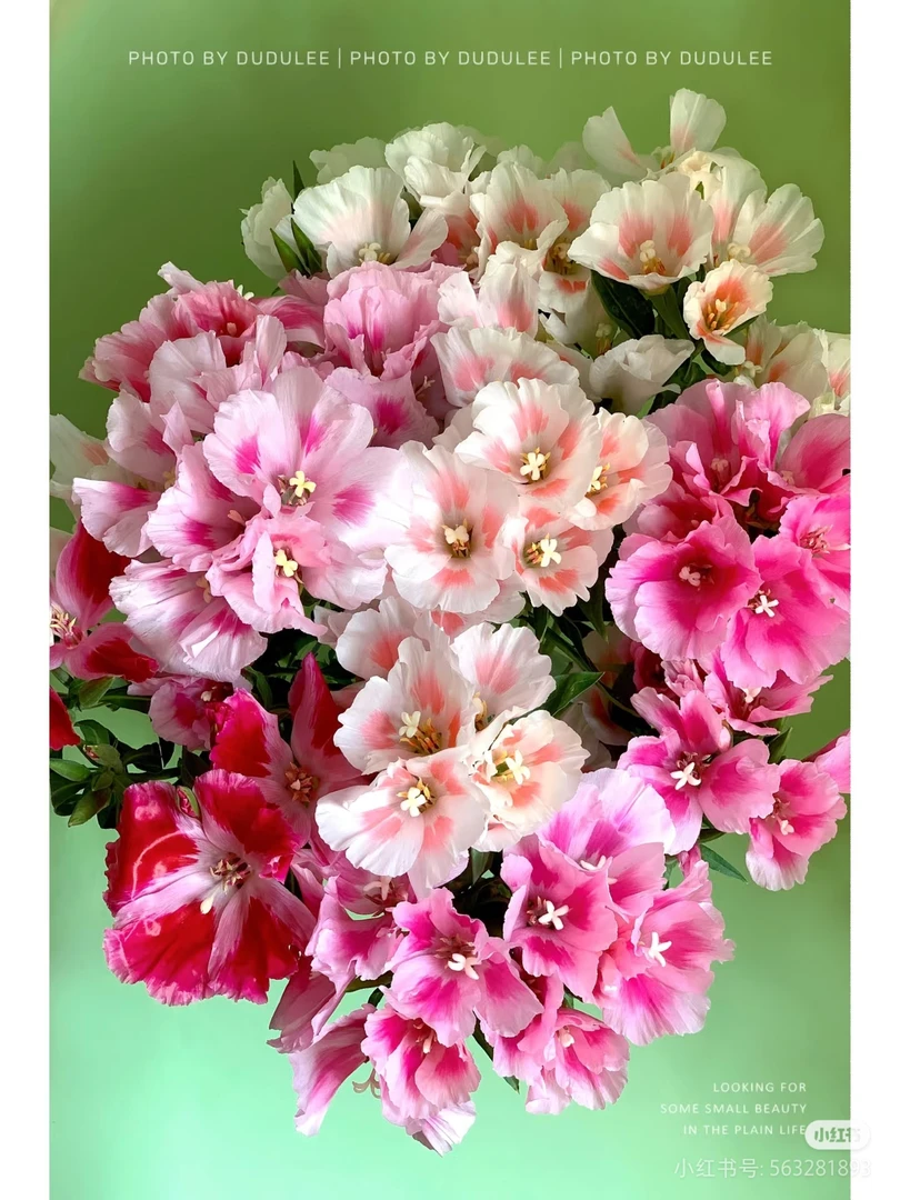 【香羿鲜花】古代稀一扎/全场任意满两单及以上包邮