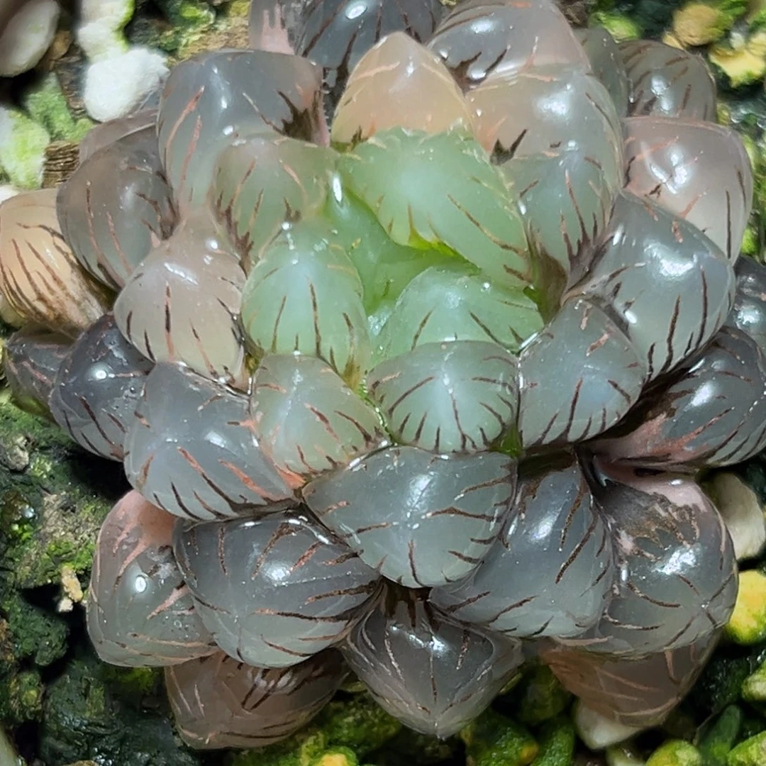 恭喜发财大吉大利0375