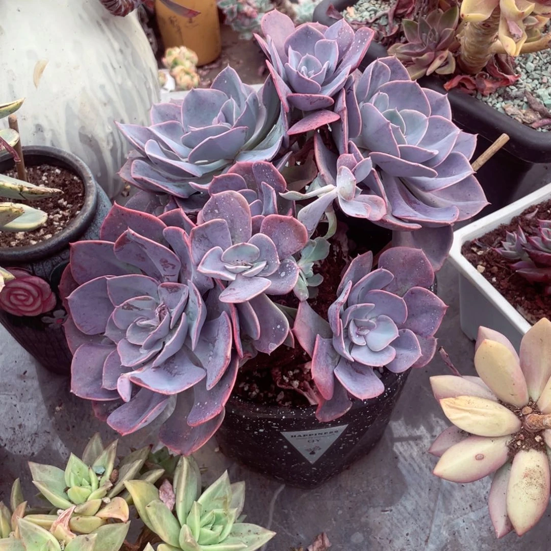 尘埃玫瑰，一物一拍