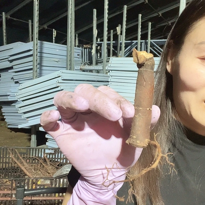 当前无花栽培后可以开花提提根