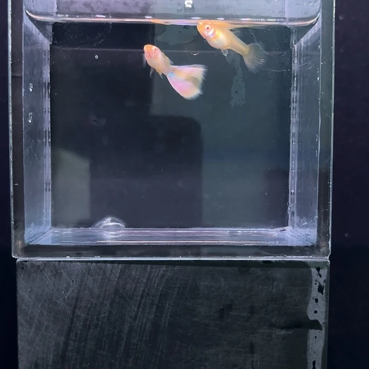 孔雀鱼金粉孔雀鱼精品一对