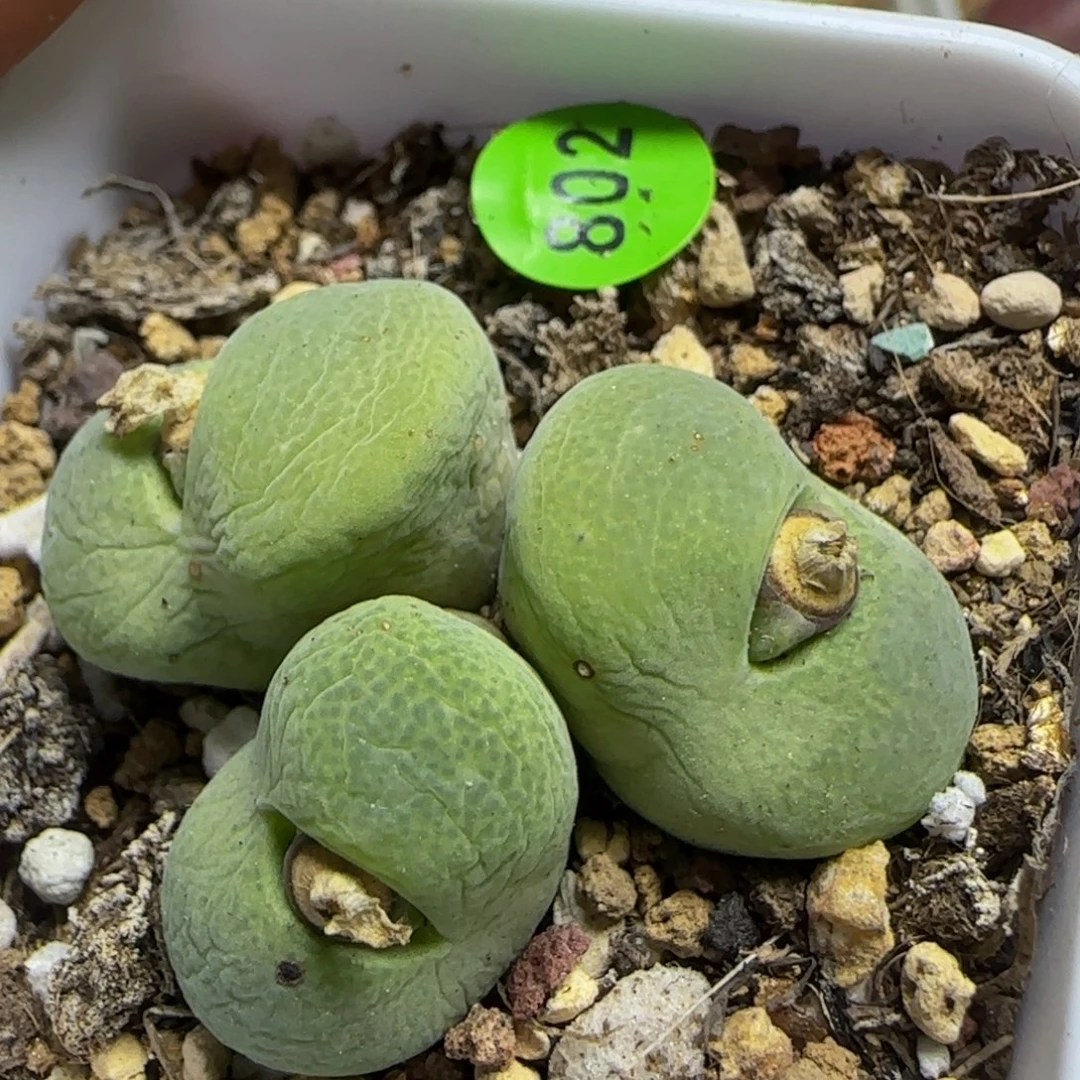 翠光玉群多肉植物802