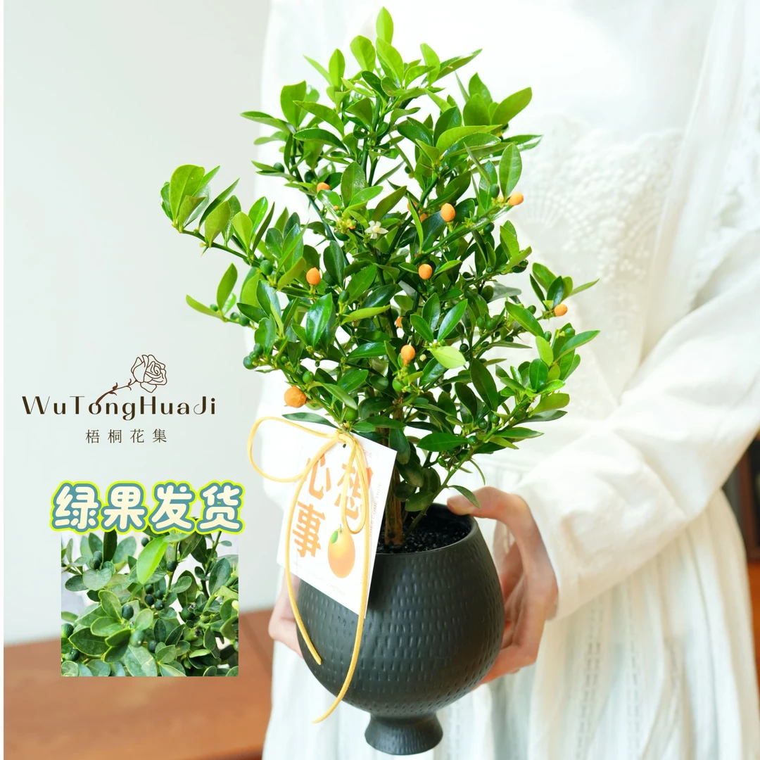 小橘人工养殖办公室内带果四季好养小绿植精致可爱桌面摆件
