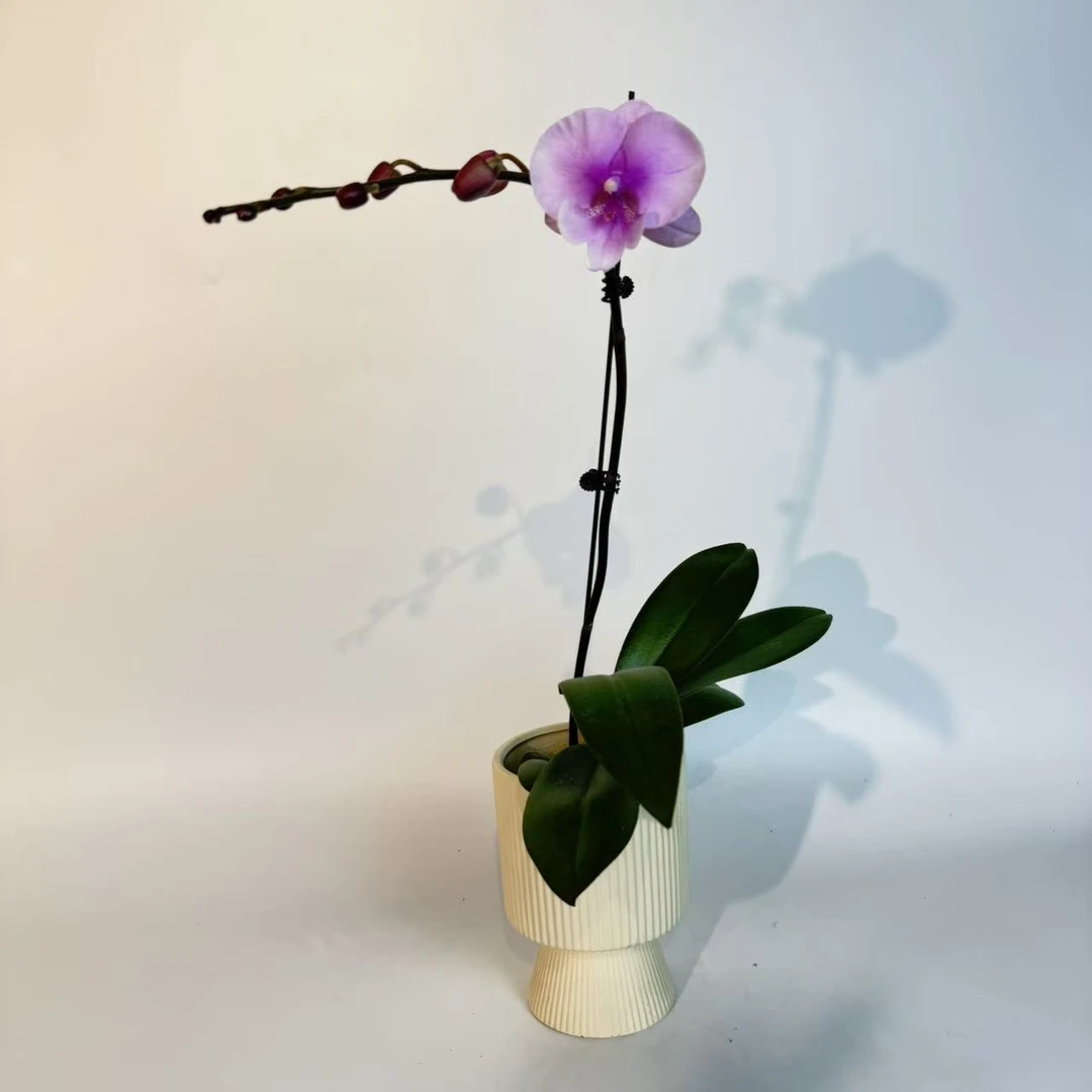 【团团圆圆】蝴蝶兰花卉绿植年宵花乔迁送礼佳品