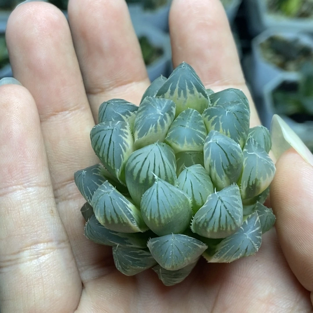 白糊斑霓虹灯玉露锦一物一拍