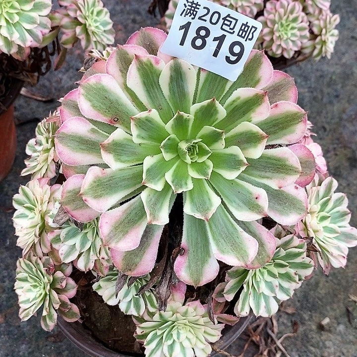1819 一颗法师多肉