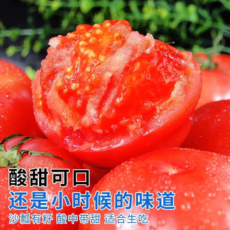 陕西泾阳县普罗旺斯水果西红柿沙瓤自然成熟当季新鲜现摘生吃番茄