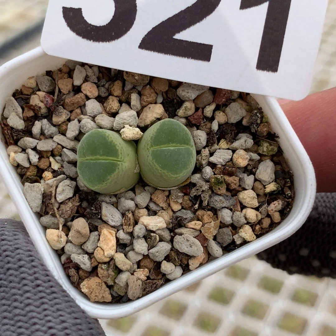 S****?521胖虎风铃母本