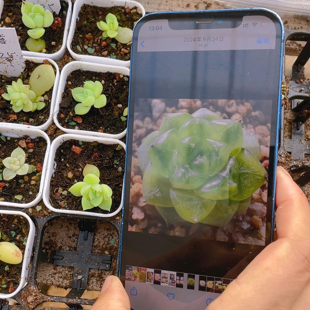 七喜盆一个满25包邮