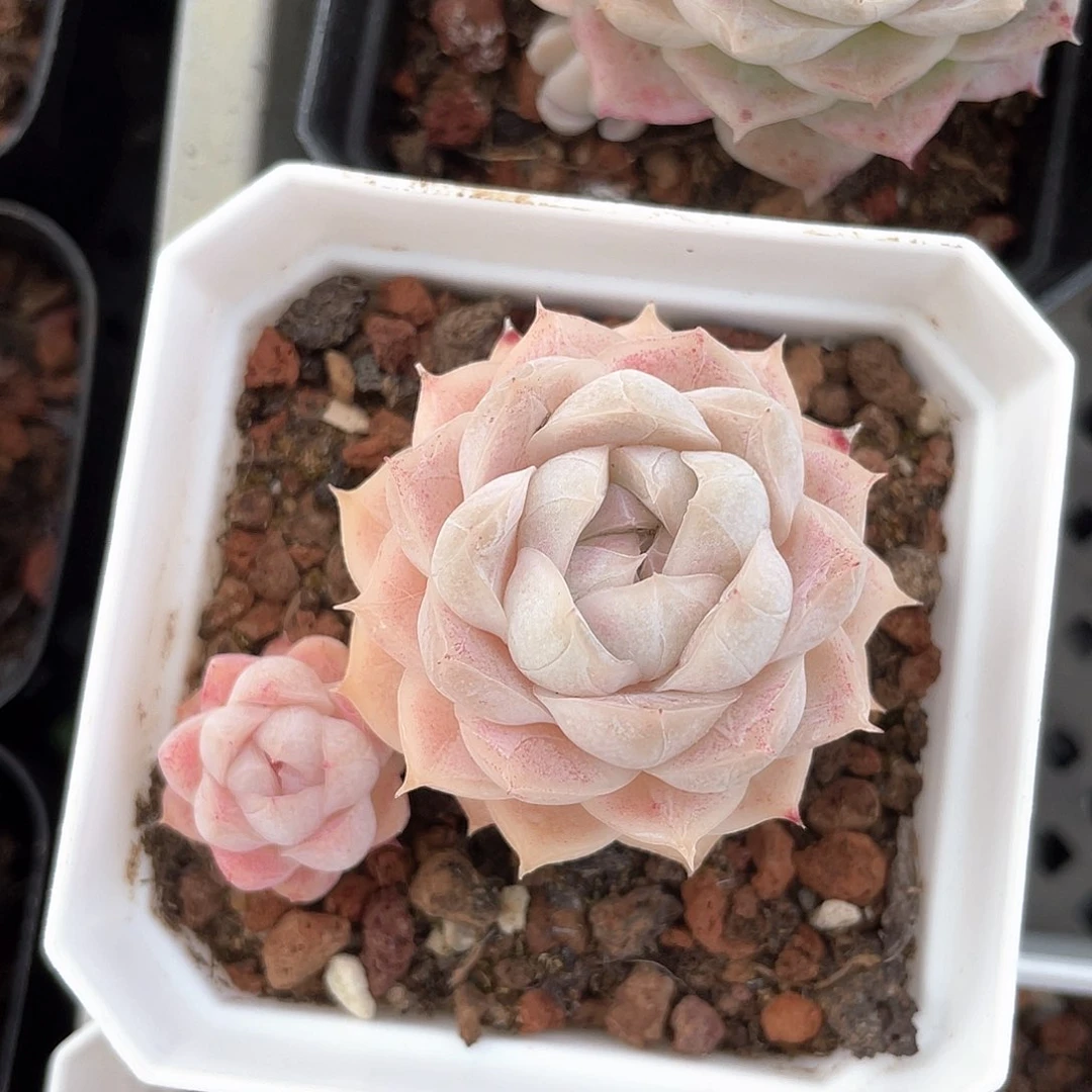 安*?优选77号女王955