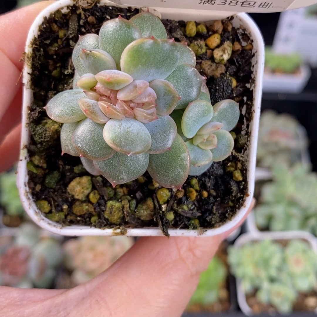 红恋缀化160号一颗