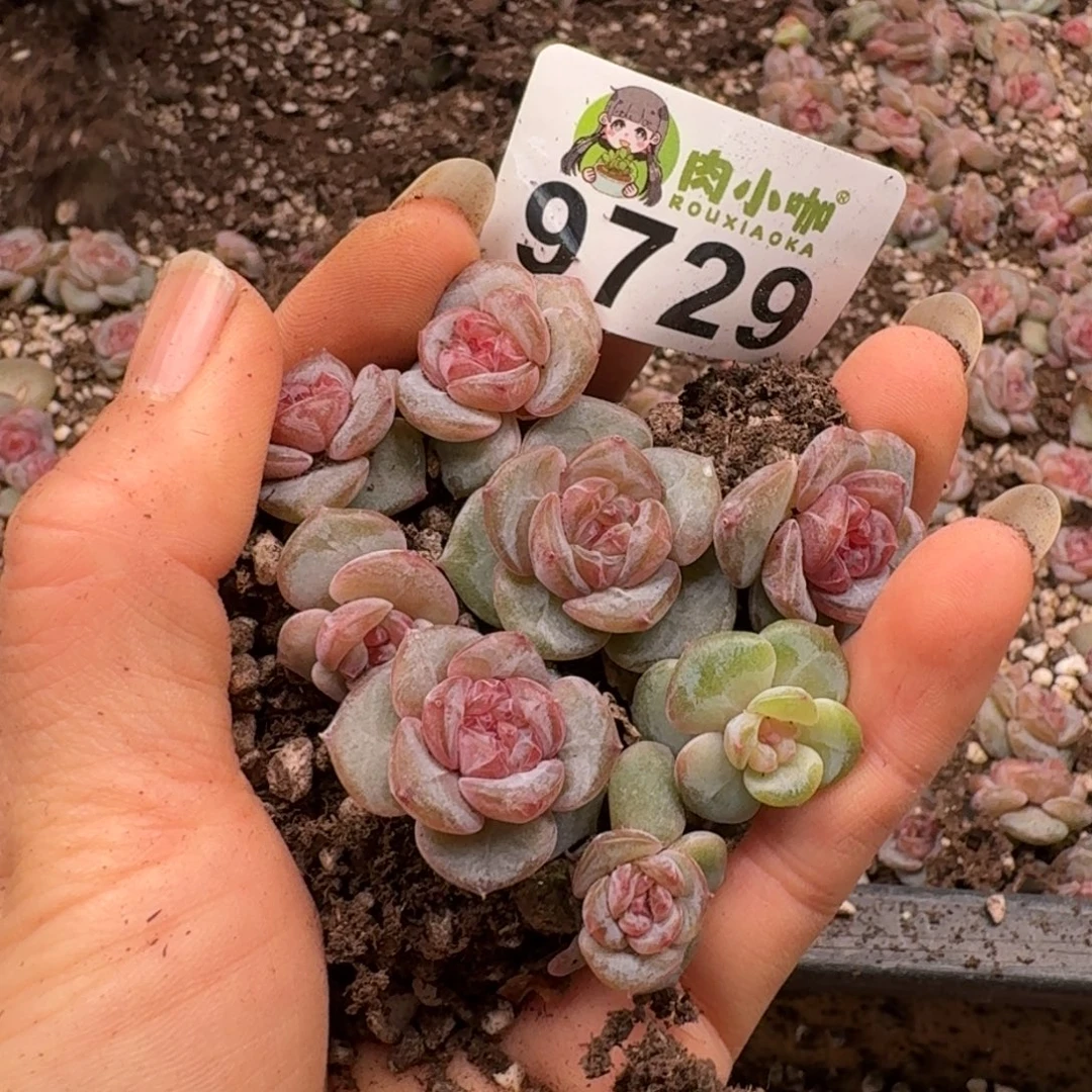 多肉植物多肉植物