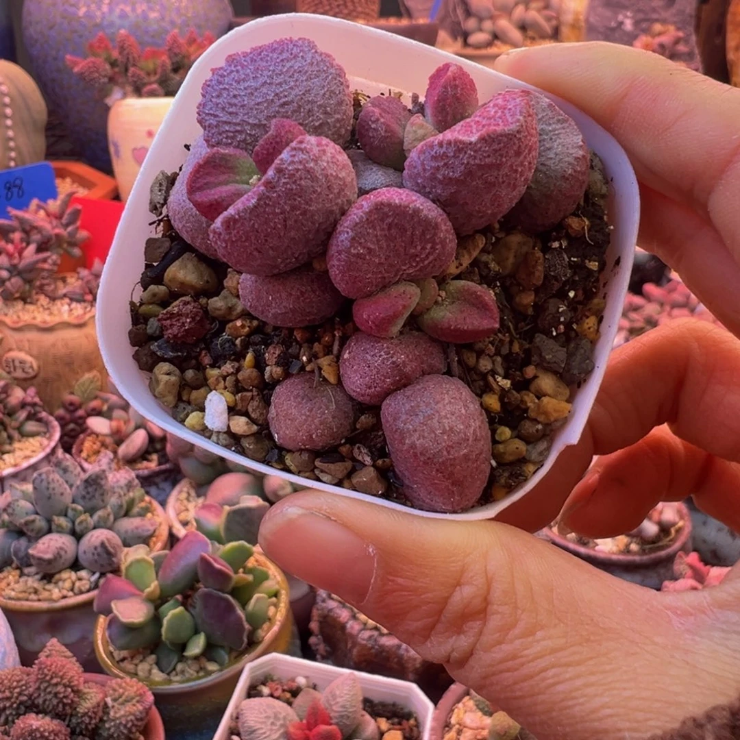 一组自拍，感谢支持