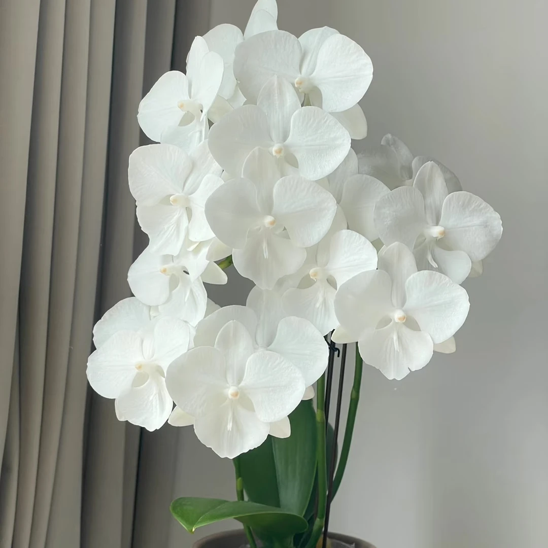 【白天鹅双头】3.0寸加高杯蝴蝶兰 室内高端花卉