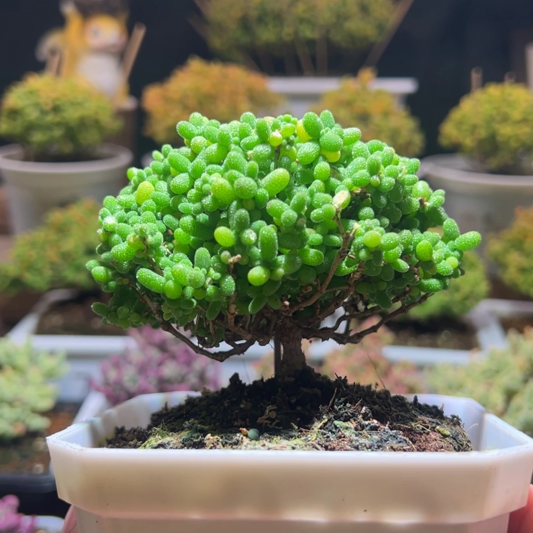 163金桔一物一拍包开箱