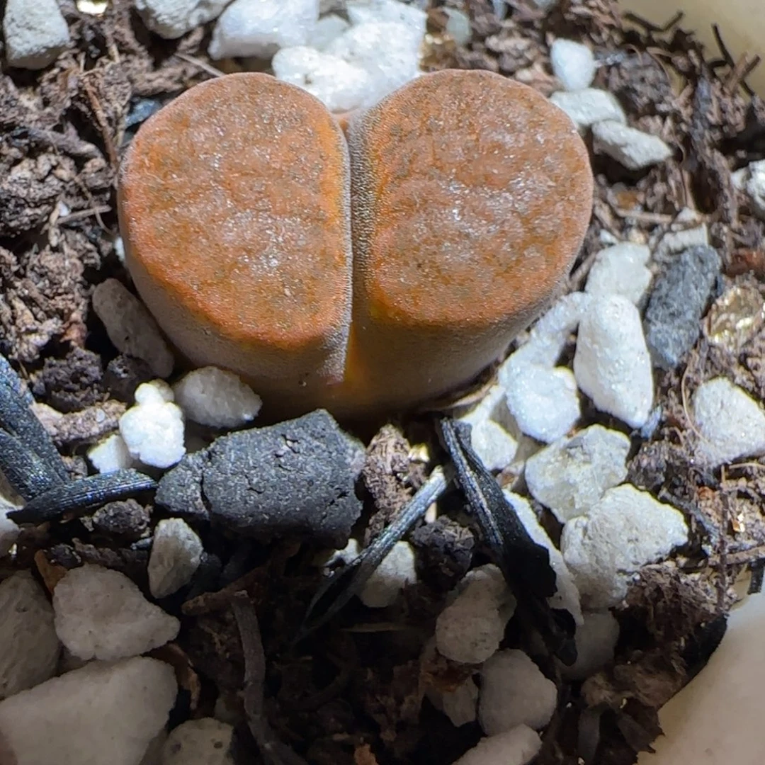 肉锥多肉植物组合-超级蛋糕66