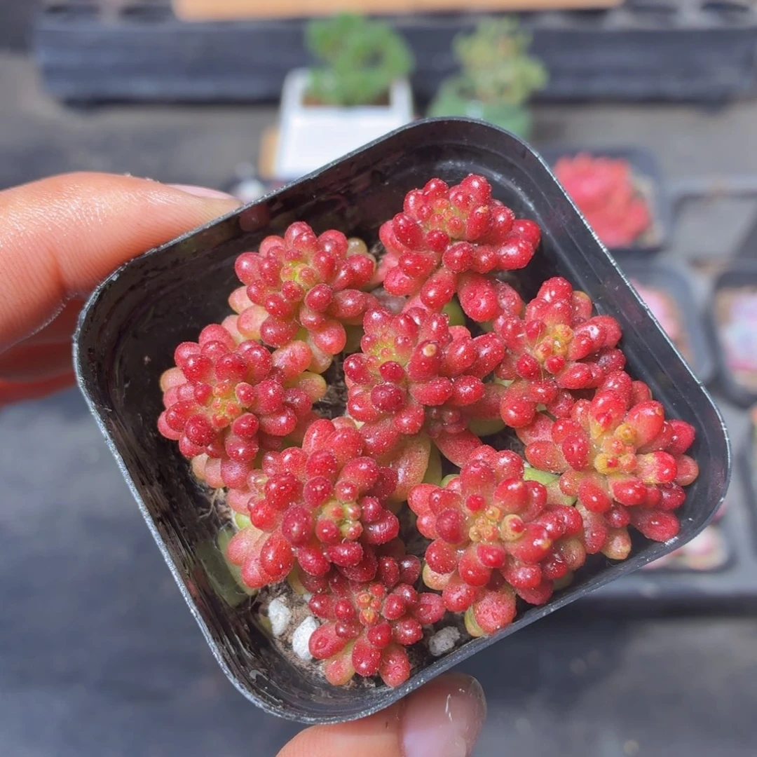 浆果多肉9.9包邮发货