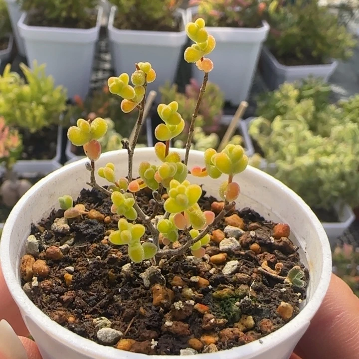 360-开播福利黄金莱斯