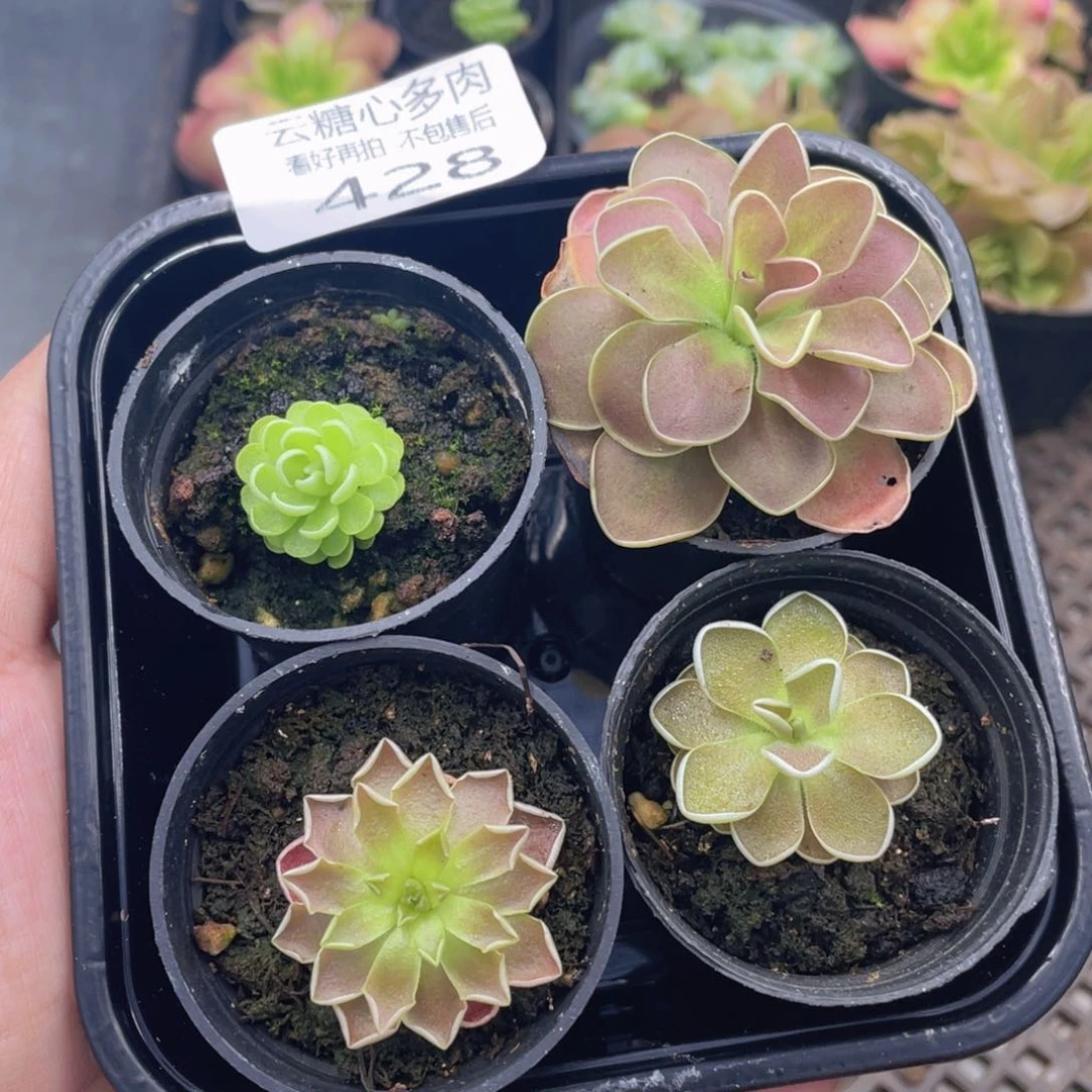 云糖心多肉植物428